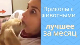 Приколы с животными лучшее за месяц