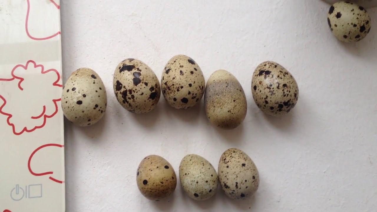 Большие двухжелтковые яйца перепелов. Что делать? Double ...