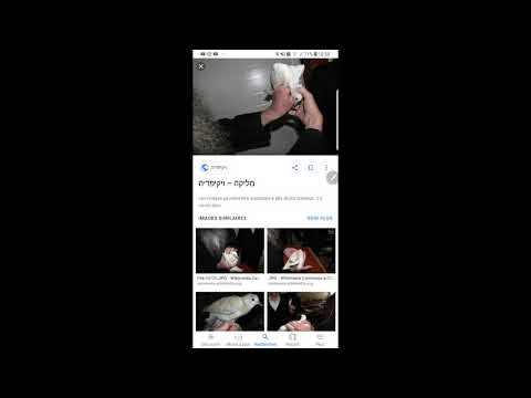 Zevahim Chapitre 6 - Youtube