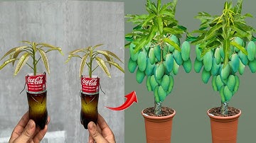 Video summary of how to propagate mango trees with coca cola to help the tree grow super fast