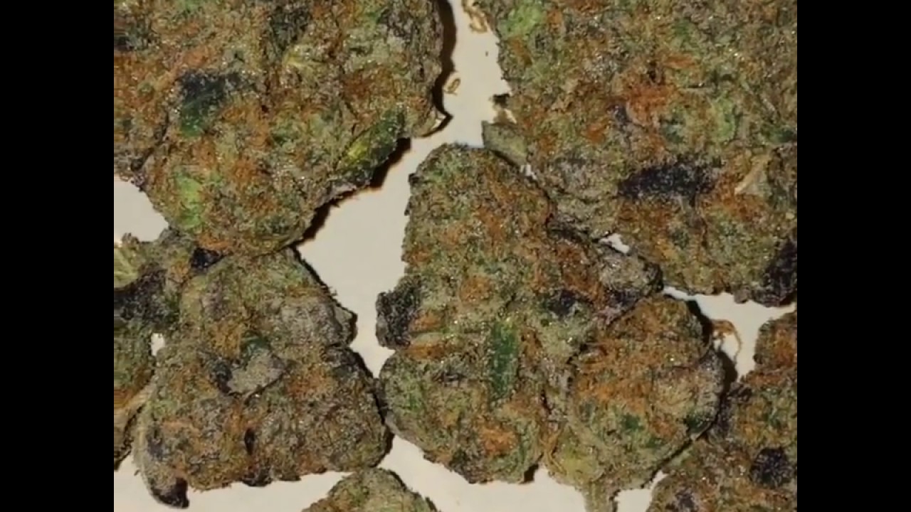 Guava strain