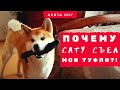 Почему Сату Акита ину съел туфли?!