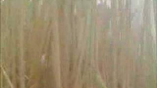 Cane - Fields On Fire