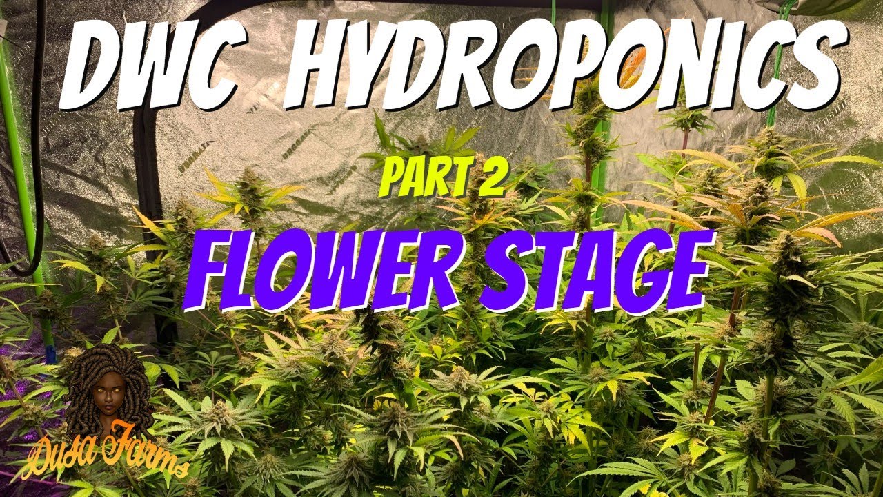 Deep Water Culture (DWC) Hydro Cannabis Grow: Flower Stage - Part 2