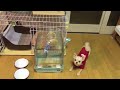 今日は珍しくインコと遊びたすぎるチワワ(*^^*)