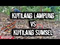 Mikat Kutilang Tanpa Pulut Cengkram Lintas Provinsi Suara Jitu Tajam Ribut Mp3 - Mp4 Download