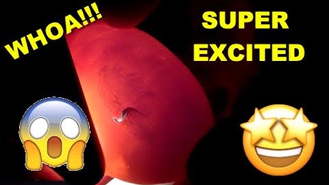 ***Special*** Pied Clutch Het Monsoon! Putting Away Ball Python Eggs!