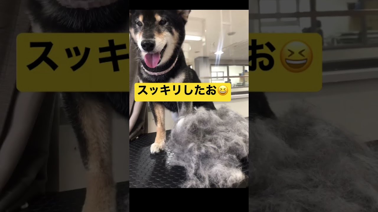 レジンヘアゴム、黒柴犬くんと桜٭❀*エメラルドグリーン 黒柴くんの抜け毛とり#黒柴 #抜け毛 #柴犬 #shorts #トリミング