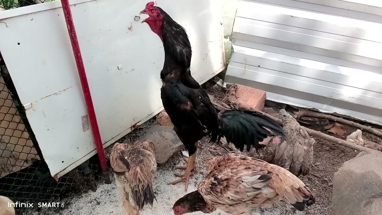 Criação de galos e galinhas de raça primeiro vídeo de 2024#galos