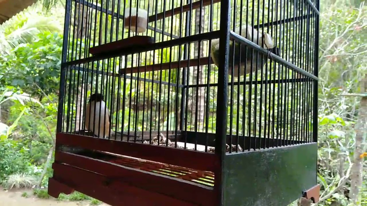 burung cendet yang pandai menirukan berbagai jenis suara burung 