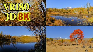 [ 8K 3D VR180 ] 乗鞍高原 一の瀬園地の紅葉の絶景 Spectacular view of autumn leaves at Norikura Highlands in Nagano