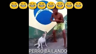 baila chiwis baila