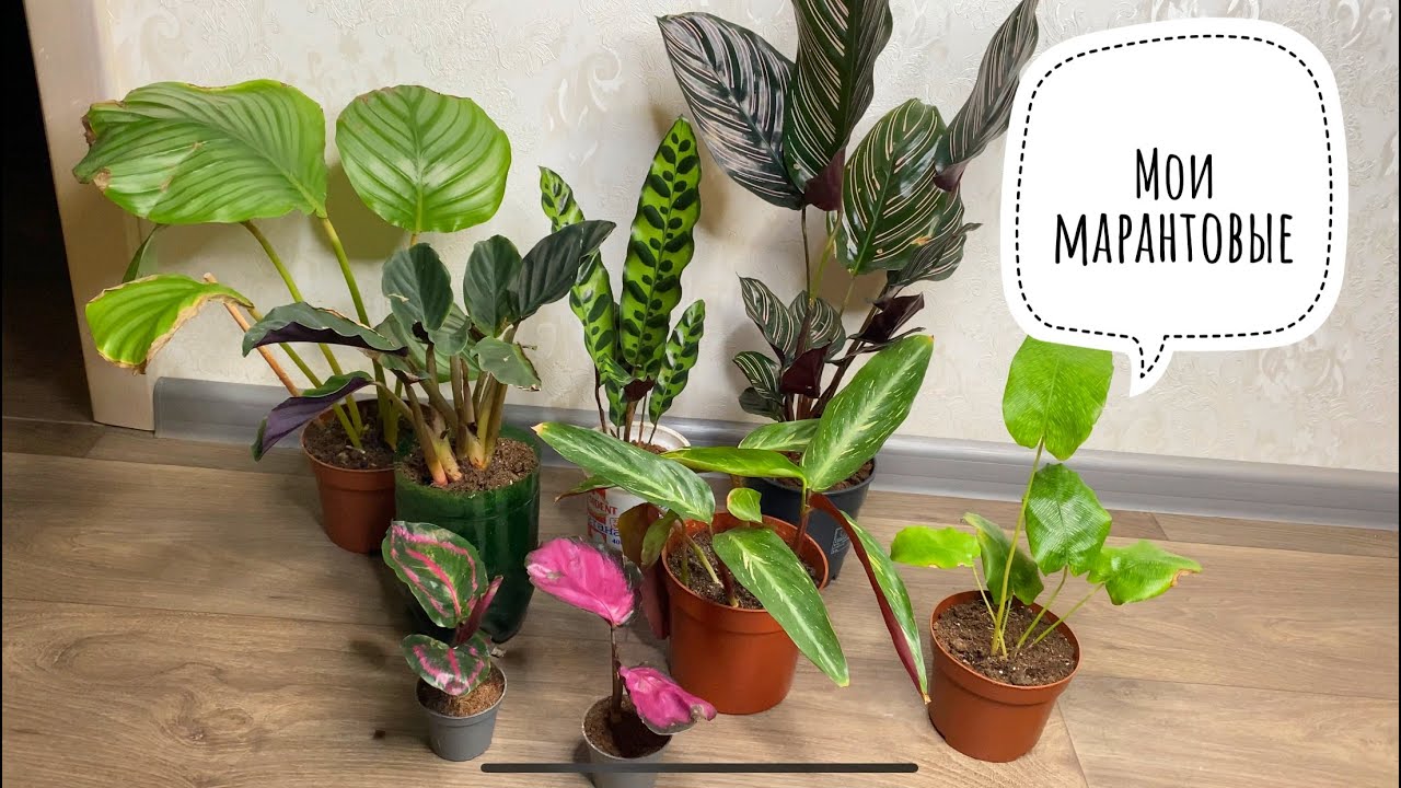 Мои марантовые: калатеи и строманта. - YouTube