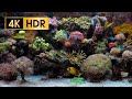 Coral reef aquarium  4kr 60 fps  no loop