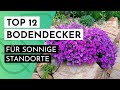 Die 12 schnsten bodendecker fr sonnige standorte