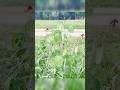 Moonwort Plant #shorts #viral #trending #garden #diy