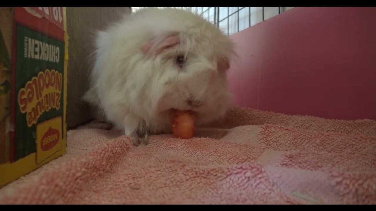 Do guinea pigs like tomato? YouTube