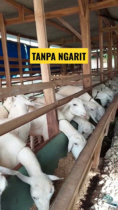 WAKTUNYA BIKIN KANDANG KAMBING MODERN || TERNAK TANPA NGARIT #kambingbreading #yearofyou