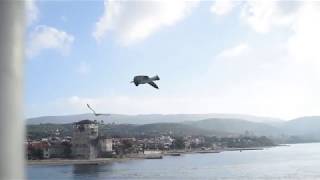 Афон. Паром из Уранополиса на Афон. Чайки. Уранополис. Море. Seagulls. Athos. Mount Athos. Ferry