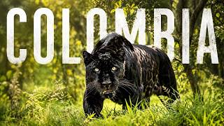 The Hidden Face of COLOMBIA: A Wild and Untouched Paradise [Full Documentary]