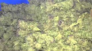 Tub of OG Kush