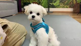 Learn to say 'NO' to food with Xanti the Maltese  Funny dog video