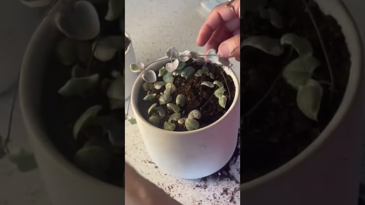 HOW I REPOT VARIEGATED CHAIN OF HEARTS IN A BIGGER POT indoorplants 