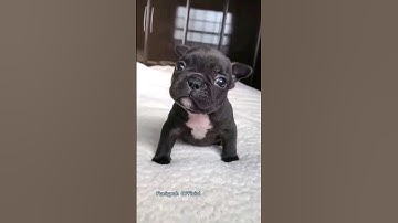 Lucu - Suara anak anjing  #shorts #dog #doglover