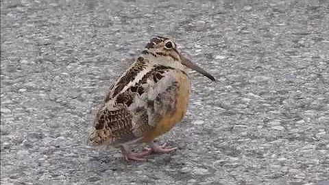 American Woodcock Staying Alive