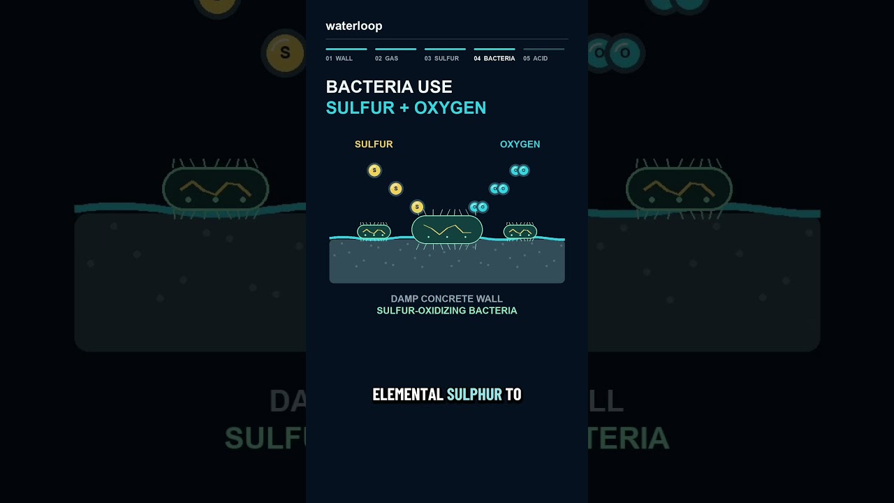 How Bacteria Eats Concrete Sewers