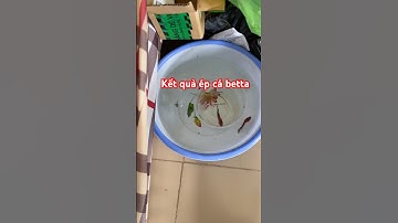 Kết quả ép cá betta #tranfish #betta #pet #animals #bettafish