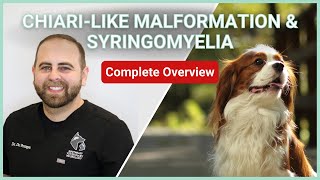 Chiari-like Malformation & Syringomyelia In Dogs || Symptoms, Diagnosis, Treatment & Prognosis