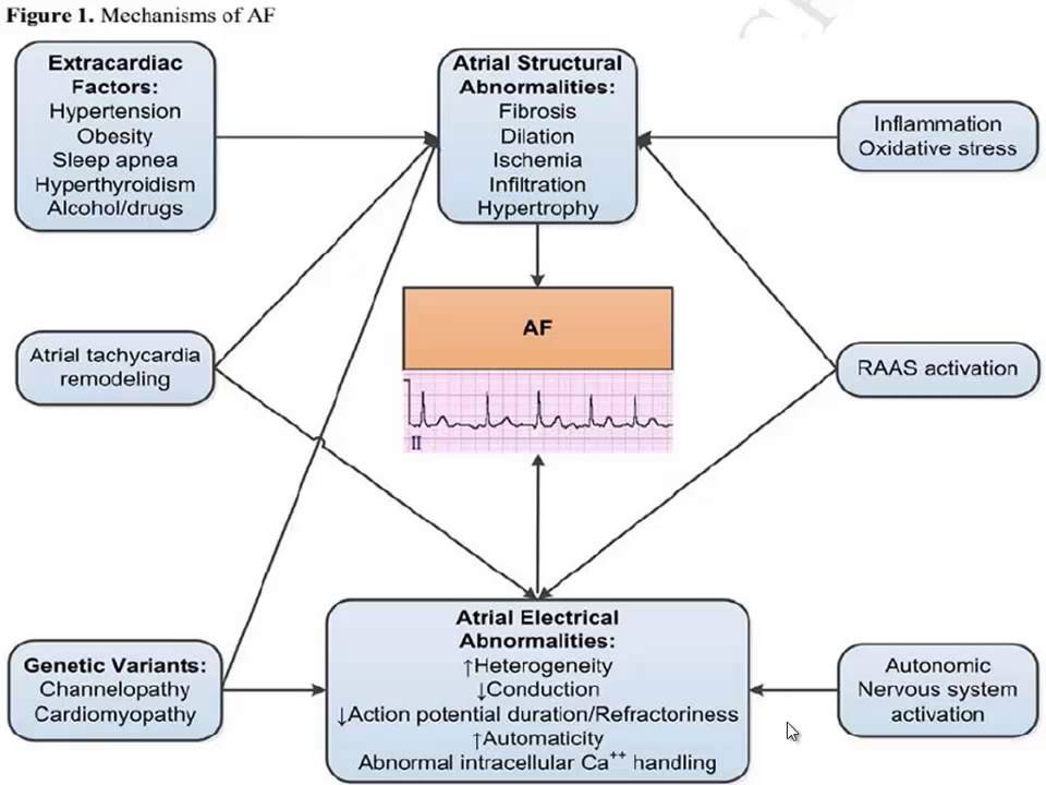 AF guidelines YouTube