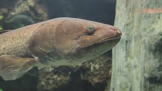 Native Fish at Cabelas