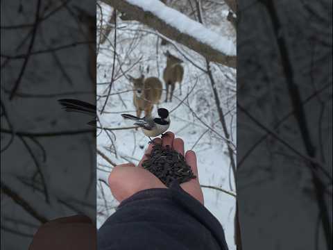 Today's Nature Walk Ontario Canada