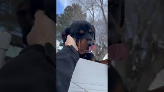 Rottweiler Climbs 6 Foot Tall Fence