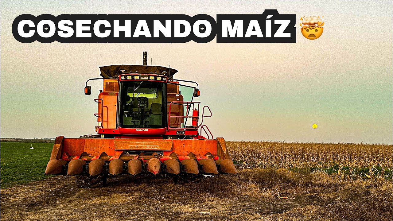 Al FIN, me VOY a COSECHAR MAIZ por PRIMERA VEZ en la CASE - Suarez Nico