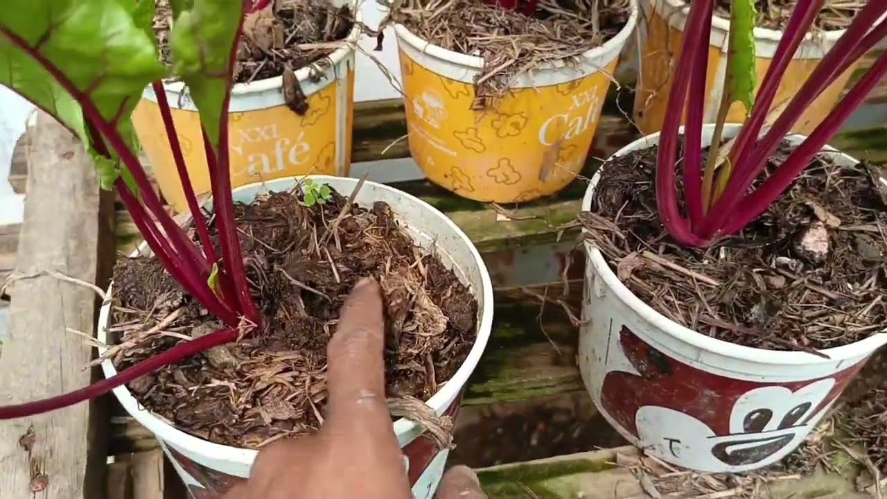 cara menanam buah bit dari benih sampai panen .