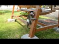 Baby Monkey Boy Sunbathing and Playing in the Park