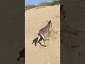 #Alone#donkey#youtubeshorts