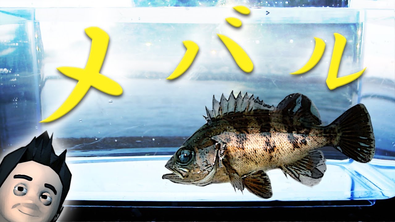 イカの塩辛でどんな魚が釣れるのか その3 野島公園駅下 メバル アナゴ Fishing Youtube