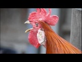 The crowing of Long crower.東天紅鶏の長い鳴き声。