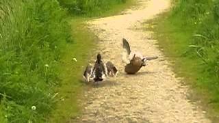 crash-landing mallard