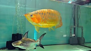 Beautiful Red Arowana Color & Scale Pattern in a Home Aquarium screenshot 3
