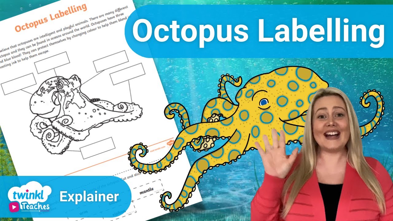 Fun Octopus Labelling for Children | World Oceans Day - YouTube