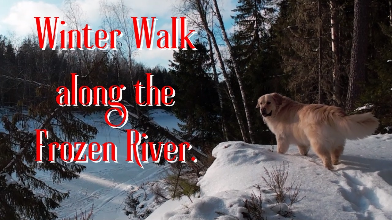 Winter Wonderland Forest Walk | Golden Retriever POV