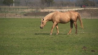 Equine herpes prompts stricter biosecurity at San Antonio equestrian centers