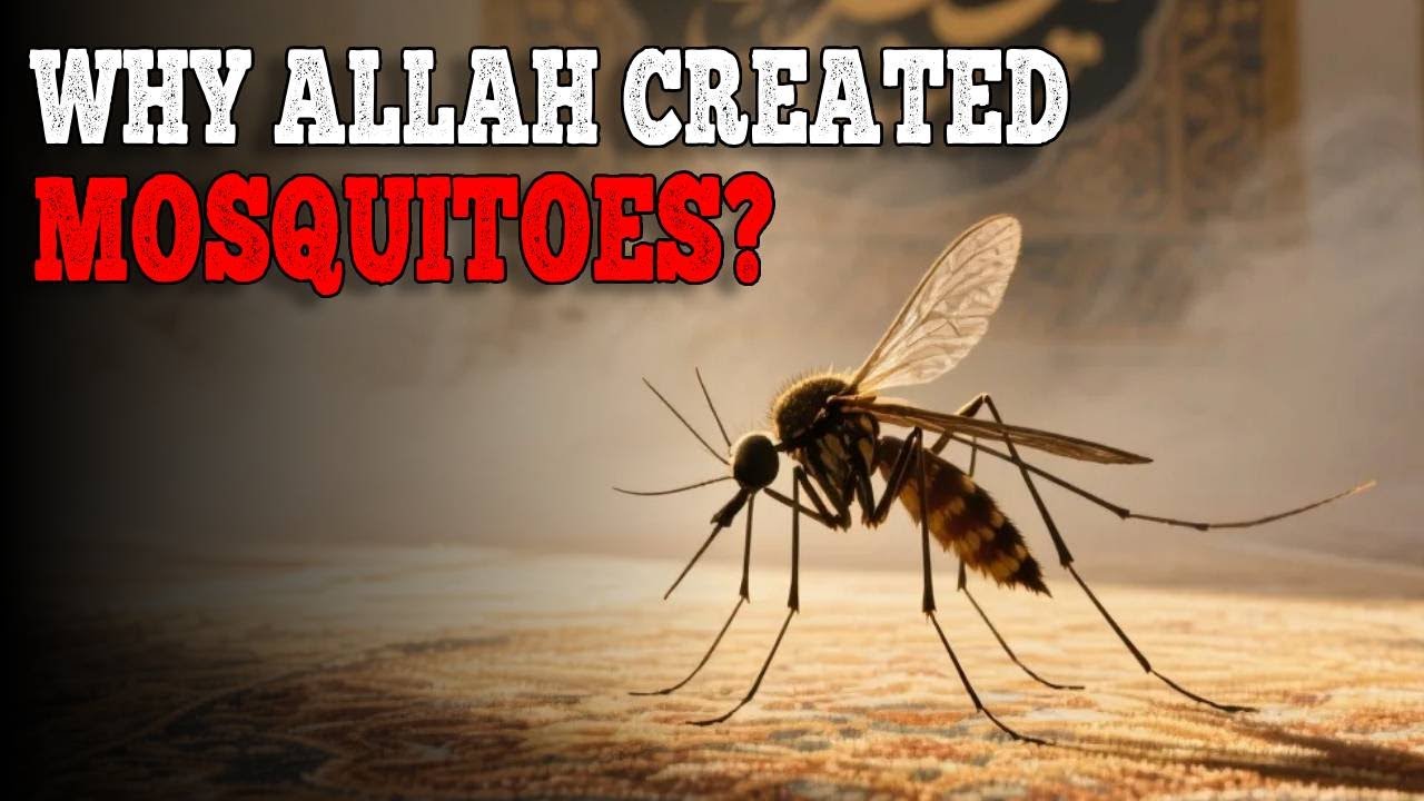 If it's useless, why did Allah create mosquitoes | ISLAM - YouTube