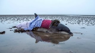 Photographers Save 4-Year-Old Dolphin After GPS Leads Them The Wrong Way Photographers Save 4-Year-Old Dolphin After GPS Leads Them The Wrong Way