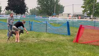 Thai Ridgeback Dog Yunga - Precision Lure Coursing- First Time!